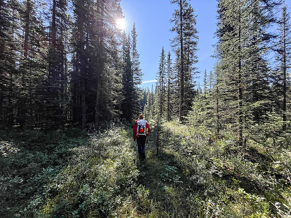 Hiking the Siffleur River Trail.