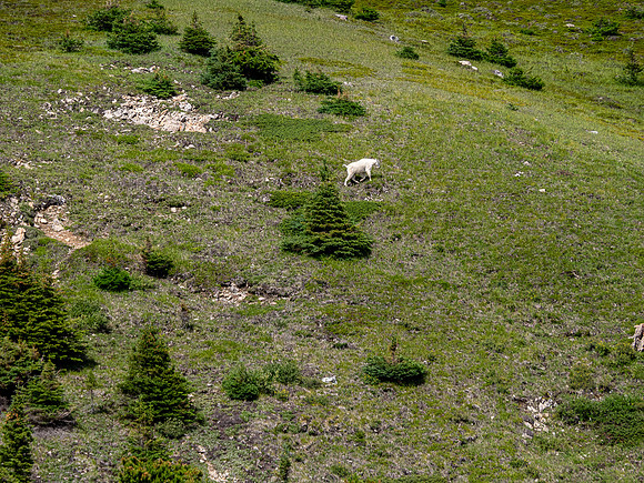 Ascending the SE slopes of Siffleur Mountain.