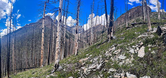 Ascending lower SE slopes of Siffleur Mountain.