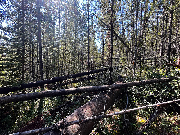 Hiking the Siffleur River Trail.