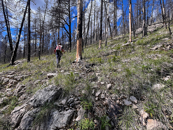 Ascending lower SE slopes of Siffleur Mountain.