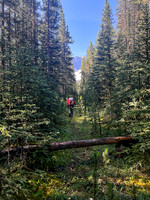 Hiking the Siffleur River Trail.