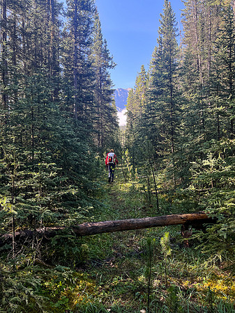 Hiking the Siffleur River Trail.