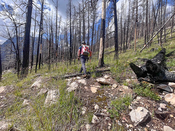 Ascending lower SE slopes of Siffleur Mountain.