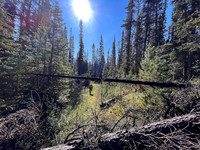 Hiking the Siffleur River Trail.