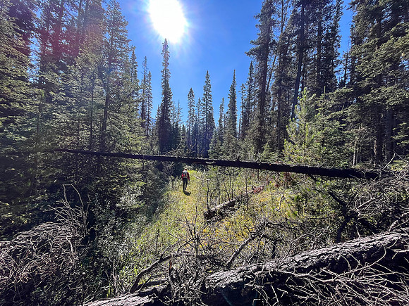 Hiking the Siffleur River Trail.
