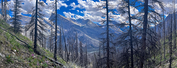 Ascending lower SE slopes of Siffleur Mountain.