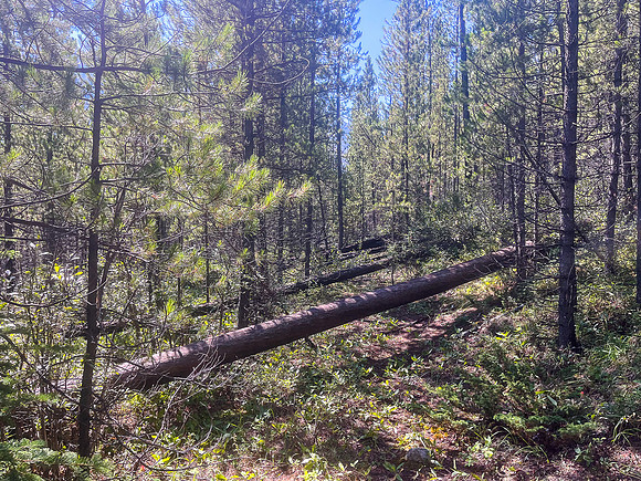 Hiking the Siffleur River Trail.