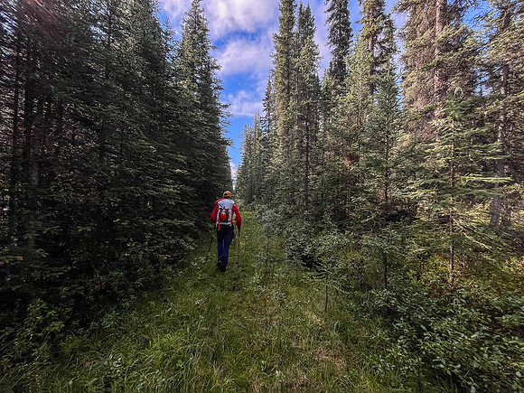 Hiking the Siffleur River Trail.