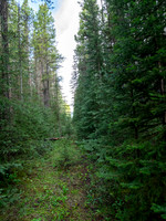 Hiking the Siffleur River Trail.