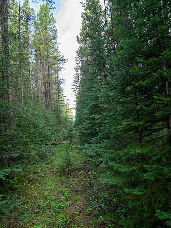 Hiking the Siffleur River Trail.
