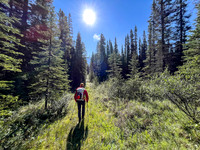 Hiking the Siffleur River Trail.