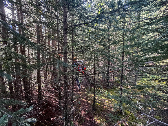 Hiking the Siffleur River Trail.