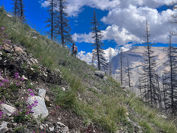 Ascending lower SE slopes of Siffleur Mountain.
