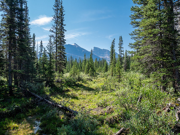 Hiking the Siffleur River Trail.