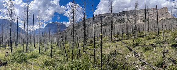 Hiking the Siffleur River Trail.