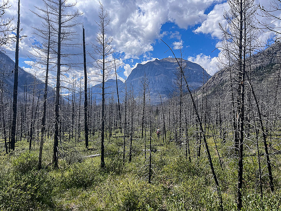 Hiking the Siffleur River Trail.