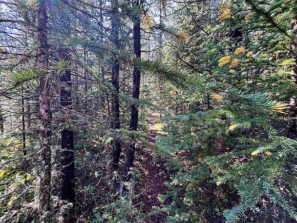 Hiking the Siffleur River Trail.