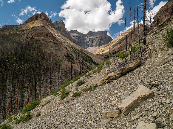 Ascending lower SE slopes of Siffleur Mountain.