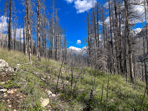 Hiking the Siffleur River Trail.