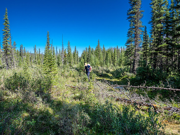 Hiking the Siffleur River Trail.