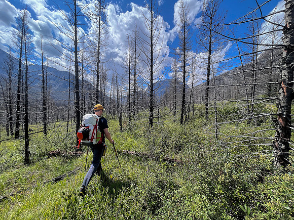 Hiking the Siffleur River Trail.