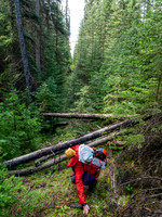 Hiking the Siffleur River Trail.