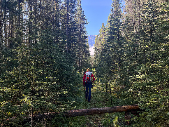 Hiking the Siffleur River Trail.