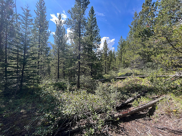 Hiking the Siffleur River Trail.