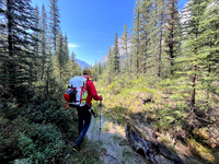 Hiking the Siffleur River Trail.