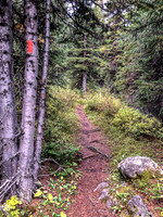 Hiking along a soaking wet GDT thanks to early morning showers.