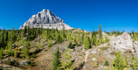 In a few weeks these larches will be bright yellow.