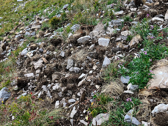 Grizzlies like this area apparently.