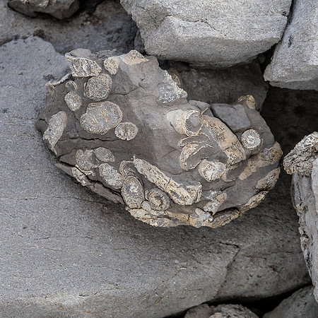 Fossils