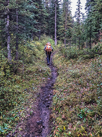 Hiking along a soaking wet GDT thanks to early morning showers.