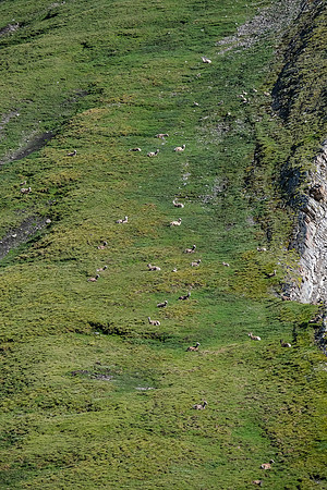 Dozens of sheep grazing in the Littlehorn Meadows.
