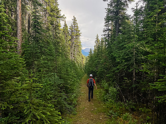 Hiking along the Whitegoat Creek trail.