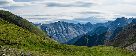 Dozens of sheep grazing in the Littlehorn Meadows.