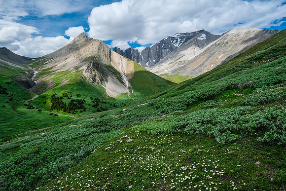 Lush meadows.