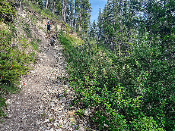 Hiking along the Whitegoat Creek trail.