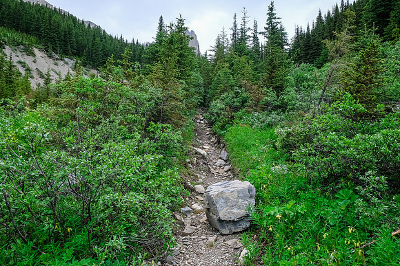 Hiking along the Whitegoat Creek trail.