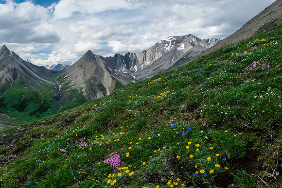 Hangman Peak with flowers from Littlehorn Peak.