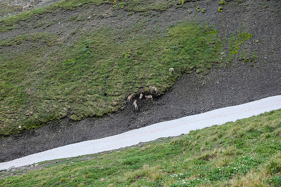 Kids playing in the meadows.