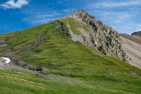 Dozens of sheep grazing in the Littlehorn Meadows.