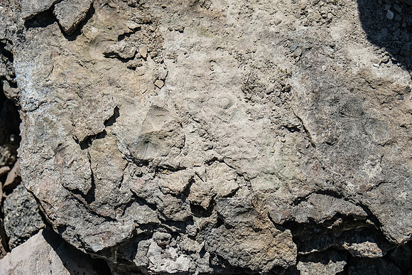 Lots of interesting rocks and fossils in the south bowl.