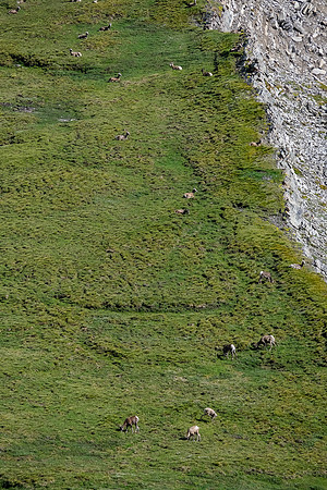 Dozens of sheep grazing in the Littlehorn Meadows.