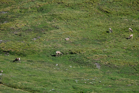 Dozens of sheep grazing in the Littlehorn Meadows.