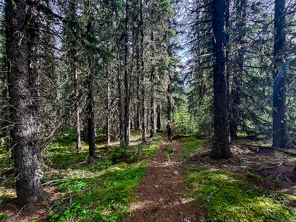 Hiking along the Whitegoat Creek trail.