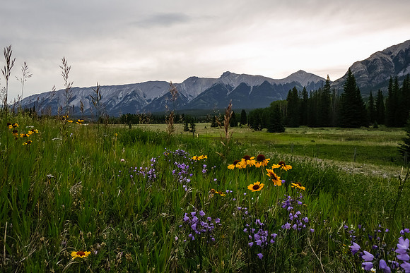 A photo from along hwy 11 to the parking lot showing the cloudy skies, flowers and William Booth.