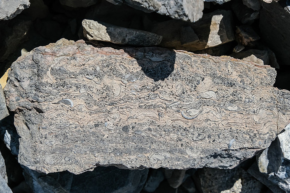 Lots of interesting rocks and fossils in the south bowl.